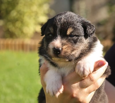 Les chiots de Berger Australien