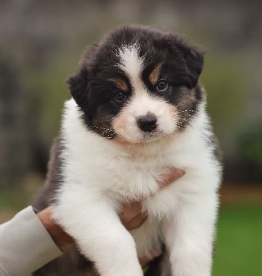 Les chiots de Berger Australien