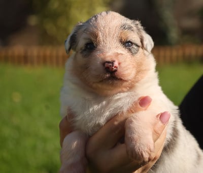 Femelle Bleu Merle - Berger Australien