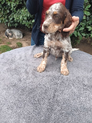 Les chiots de Setter Anglais