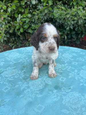 Les chiots de Setter Anglais