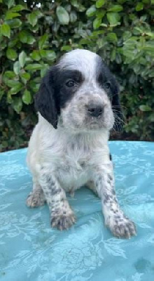 Les chiots de Setter Anglais