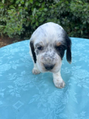 Les chiots de Setter Anglais