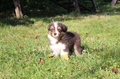 Les chiots de Berger Australien