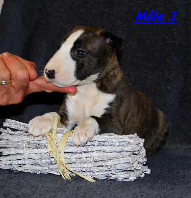 Les chiots de Bull Terrier Miniature