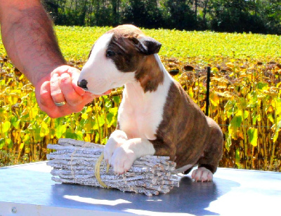 Les chiots de Bull Terrier Miniature