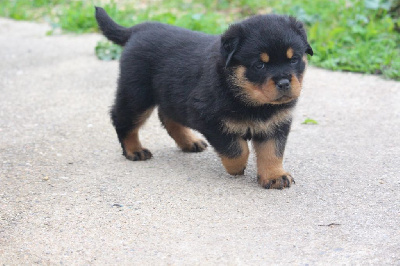 Les chiots de Rottweiler