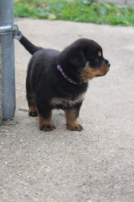 Les chiots de Rottweiler