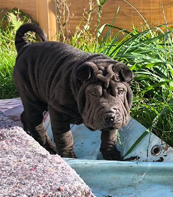 Les chiots de Shar Pei