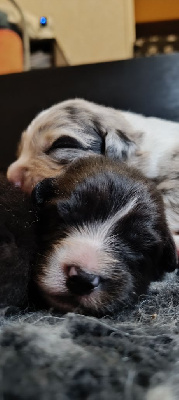 Les chiots de Berger Australien