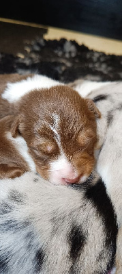 Les chiots de Berger Australien