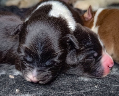 Les chiots de Berger Australien