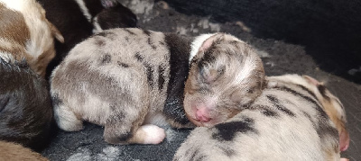 Les chiots de Berger Australien