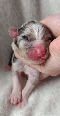 Les chiots de Berger Australien