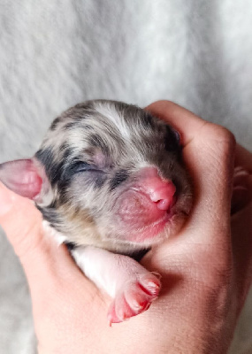 Les chiots de Berger Australien