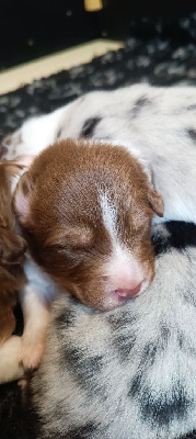 Les chiots de Berger Australien