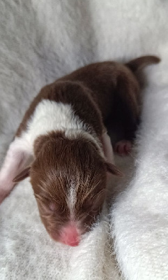 Les chiots de Berger Australien