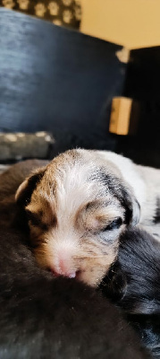 Les chiots de Berger Australien