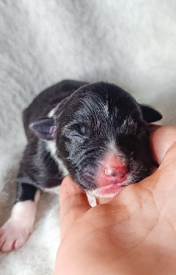 Les chiots de Berger Australien