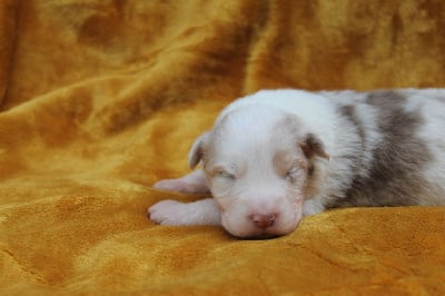 Les chiots de Berger Australien