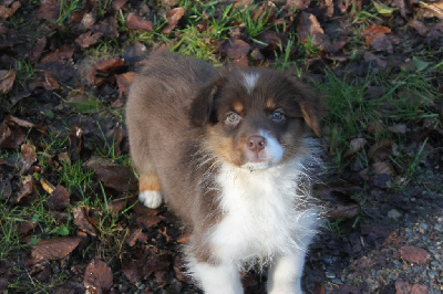 Les chiots de Berger Australien