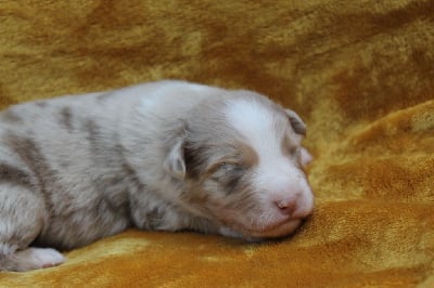 Les chiots de Berger Australien