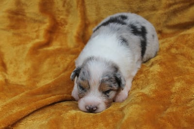 Les chiots de Berger Australien