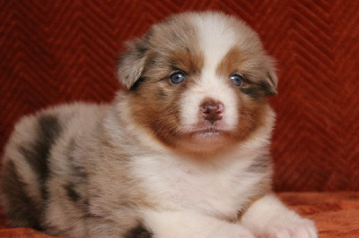 Les chiots de Berger Australien