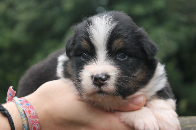 Les chiots de Berger Australien