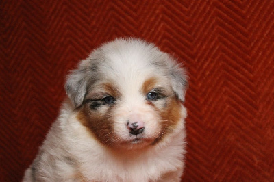 Les chiots de Berger Australien