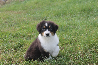 Les chiots de Berger Australien