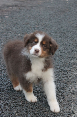 Les chiots de Berger Australien