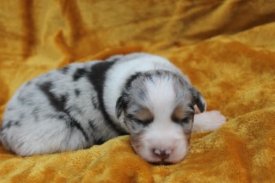 Les chiots de Berger Australien