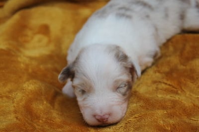 Les chiots de Berger Australien