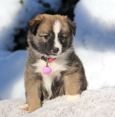 Les chiots de Berger islandais