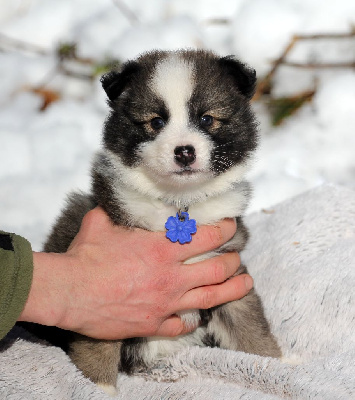 Les chiots de Berger islandais