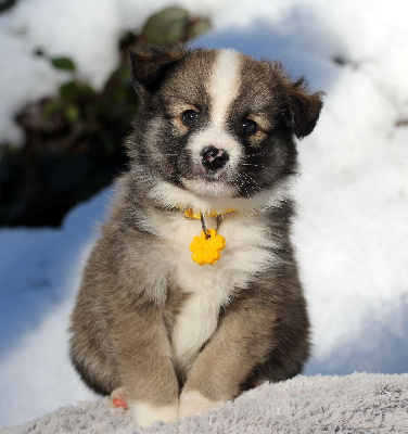 Les chiots de Berger islandais