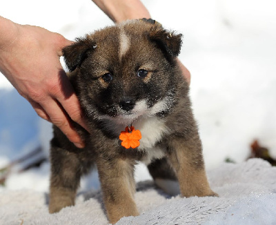 Les chiots de Berger islandais