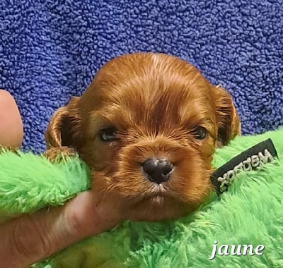 Les chiots de Cavalier King Charles Spaniel