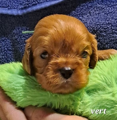 Les chiots de Cavalier King Charles Spaniel