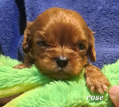 Les chiots de Cavalier King Charles Spaniel