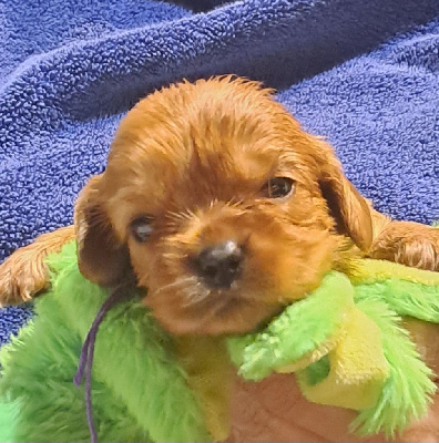 Les chiots de Cavalier King Charles Spaniel