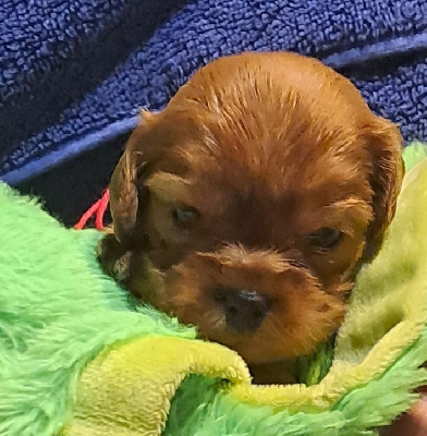 Les chiots de Cavalier King Charles Spaniel