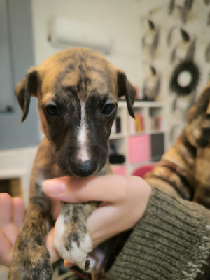 Les chiots de Whippet