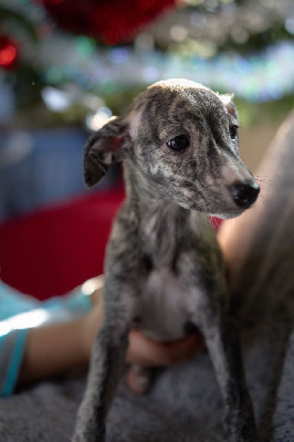 Les chiots de Whippet