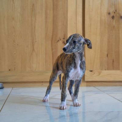 Les chiots de Whippet