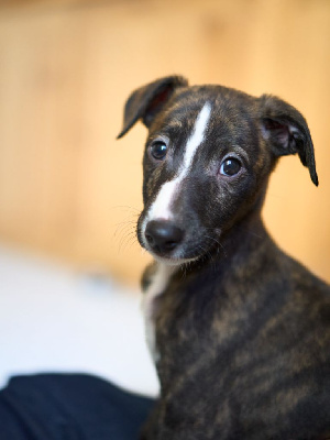 Les chiots de Whippet