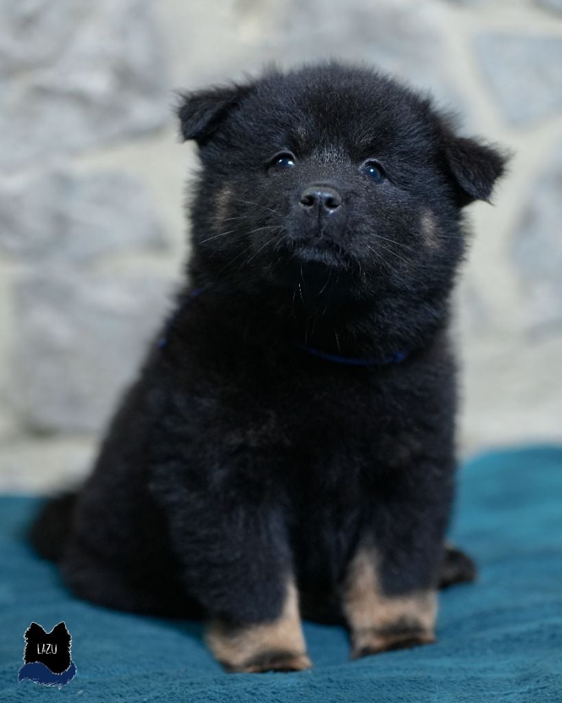 Voë Vaïma alias Mam'zelle Lazu - Eurasier