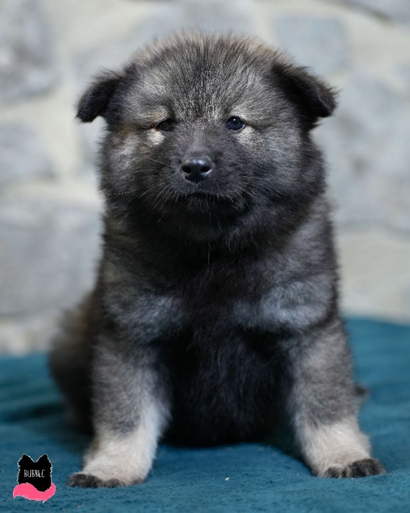 Voë Vahë alias Mam'zelle Bubble - Eurasier