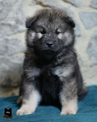 Les chiots de Eurasier